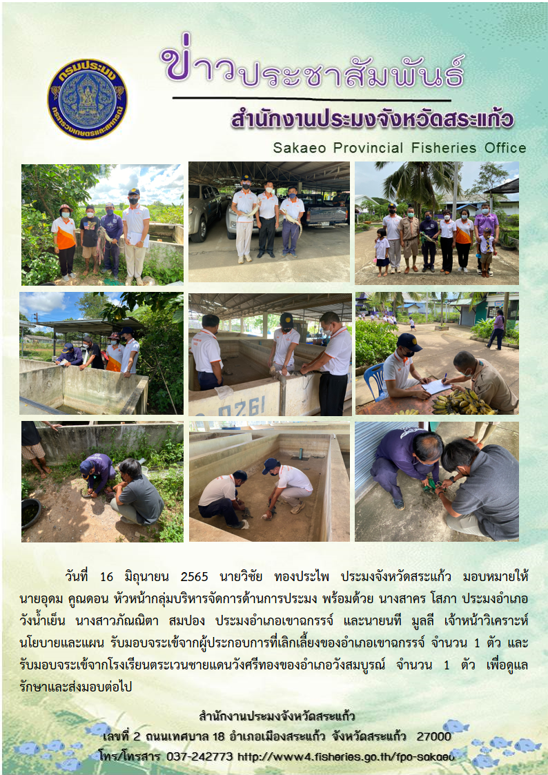 รับมอบจระเข้จากผู้ประกอบการที่เลิกเลี้ยงของอำเภอเขาฉกรรจ์ จำนวน 1 ตัว และรับมอบจระเข้จากโรงเรียนตระเวนชายแดนวังศรีทองของอำเภอวังสมบูรณ์ จำนวน 1 ตัว..คลิก