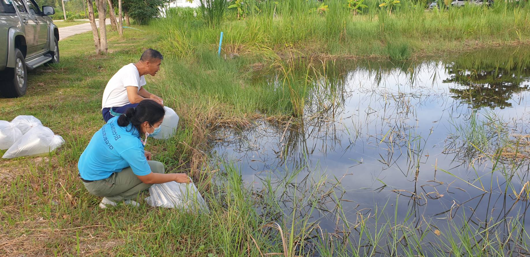 ประมงอำเภอสว่างวีระวงศ์ สนับสนุนพันธุ์ปลาแก่ที่ว่าการอำเภอสว่างวีระวงศ์ 
