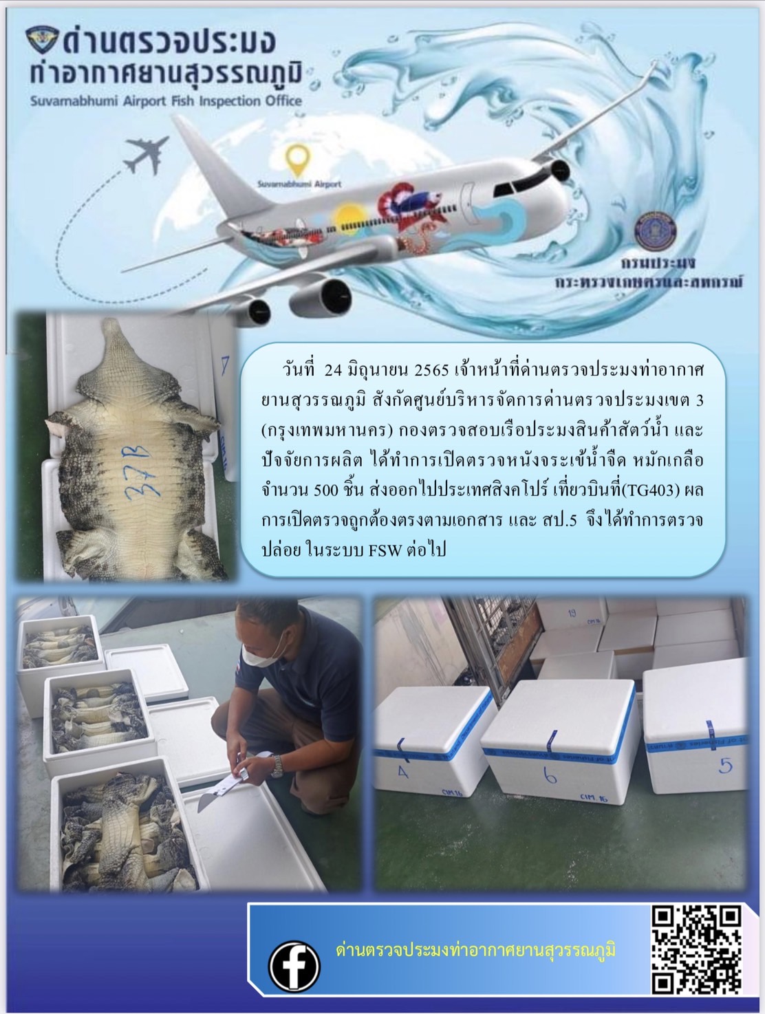 เปิดตรวจสินค้าสัตว์น้ำหนังจระเข้น้ำจืดหมักเกลือส่งออกไปประเทศสิงคโปร์