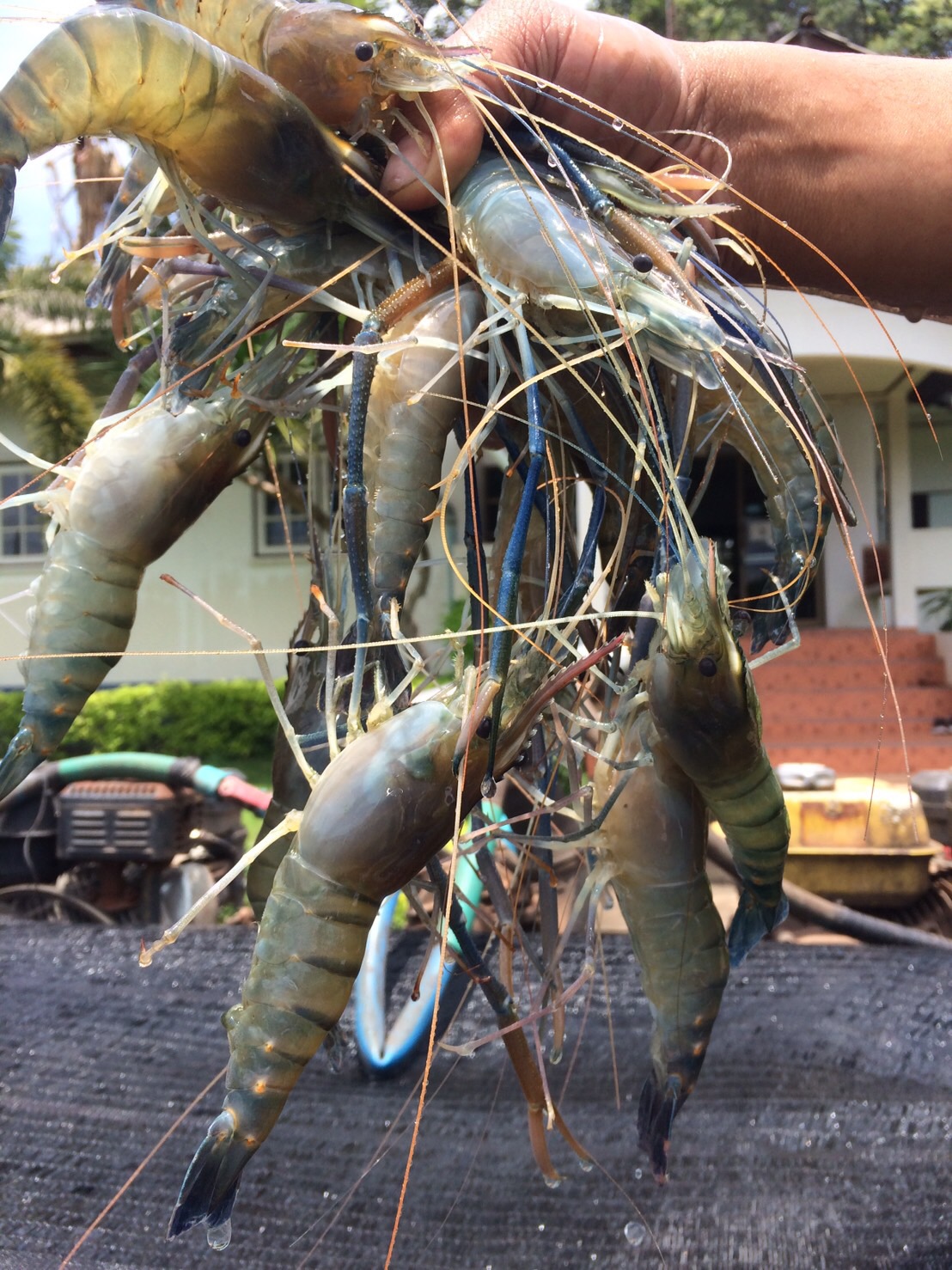 ตรวจสอบสินค้าประมง ส่งออกไปยัง สปป.ลาว..คลิก