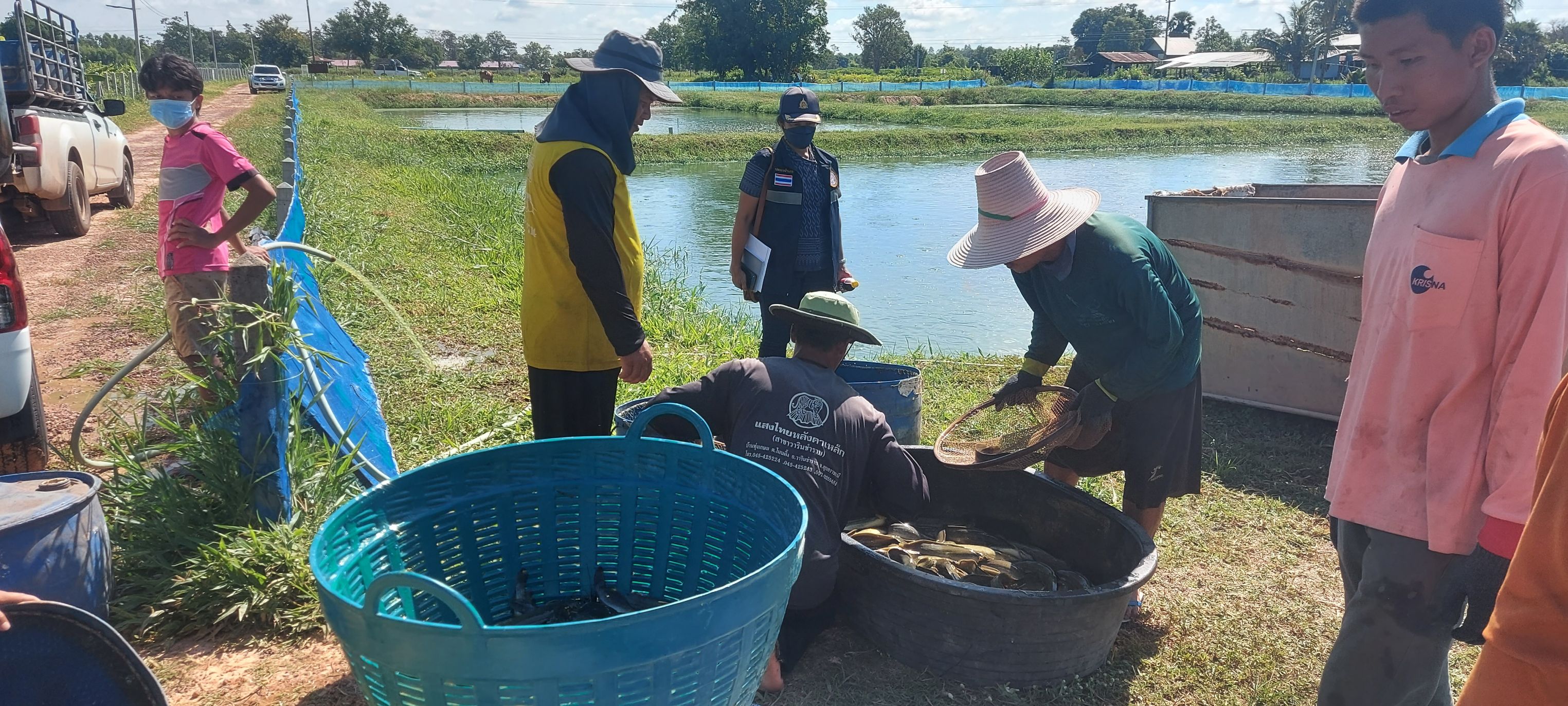 ประมงอำเภอวารินชำราบ ตรวจเยี่ยมฟาร์มเกษตรกรผู้เพาะเลี้ยงปลาดุกเชิงพาณิชย์ อำเภอสำโรง จังหวัดอุบลราชธานี  