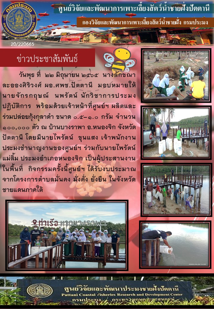 กิจกรรมปล่อยพันธุ์กุ้งกุลาดำ จำนวน100,000ตัวในพื้นที่บ้านบางระพา อ.หนองจิก จ.ปัตตานี..คลิก