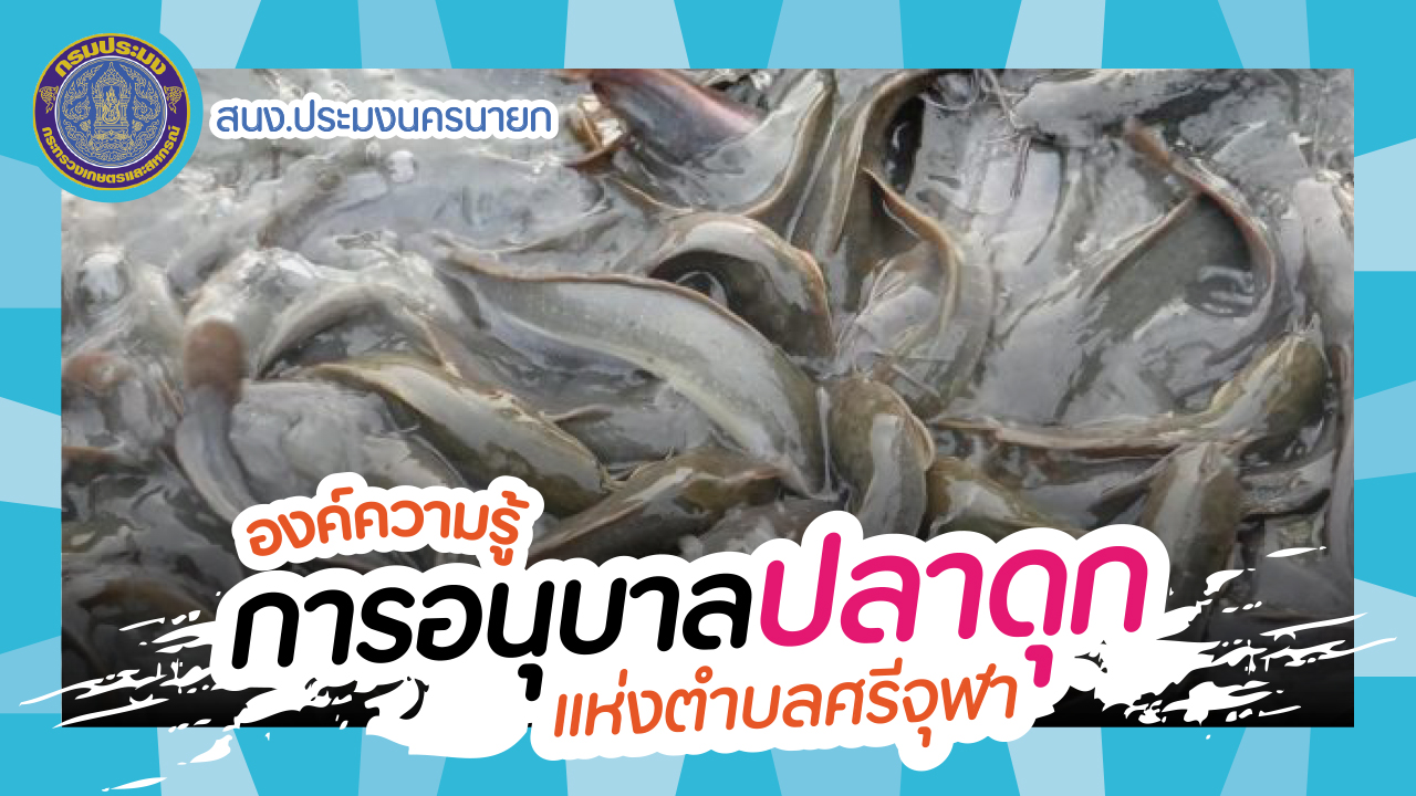 องค์ความรู้ การอนุบาลลูกปลาดุก แห่งตำบลศรีจุฬา..คลิก