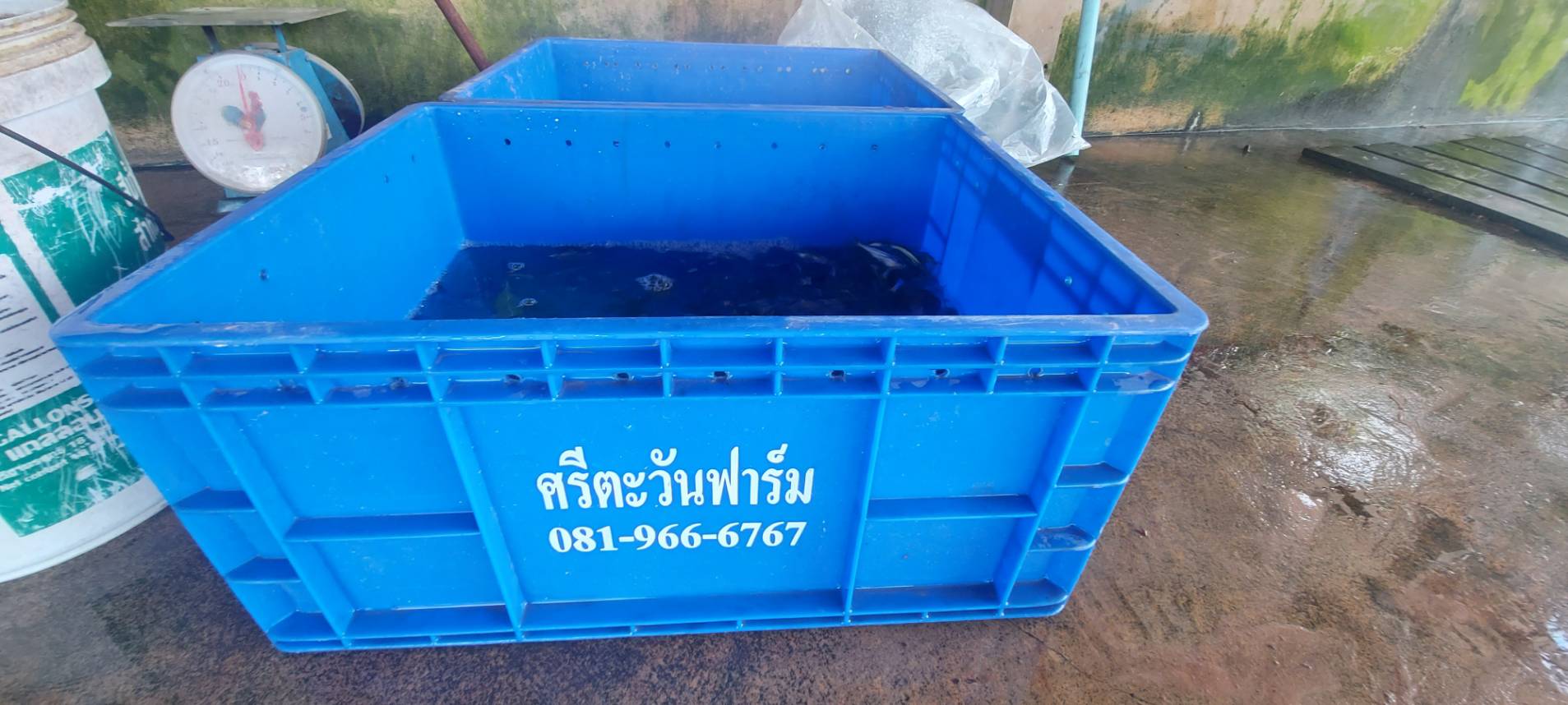 ประมงอำเภอสว่างวีระวงศ์ ลงพื้นที่ประชาสัมพันธ์ สร้างการรับรู้การออกหนังสือกำกับการจำหน่ายลูกพันธุ์สัตว์น้ำ(FMD) และการทำฟาร์มที่ดีให้ได้มาตรฐานจีเอพี (GAP) มกษ. 7436 - 2563