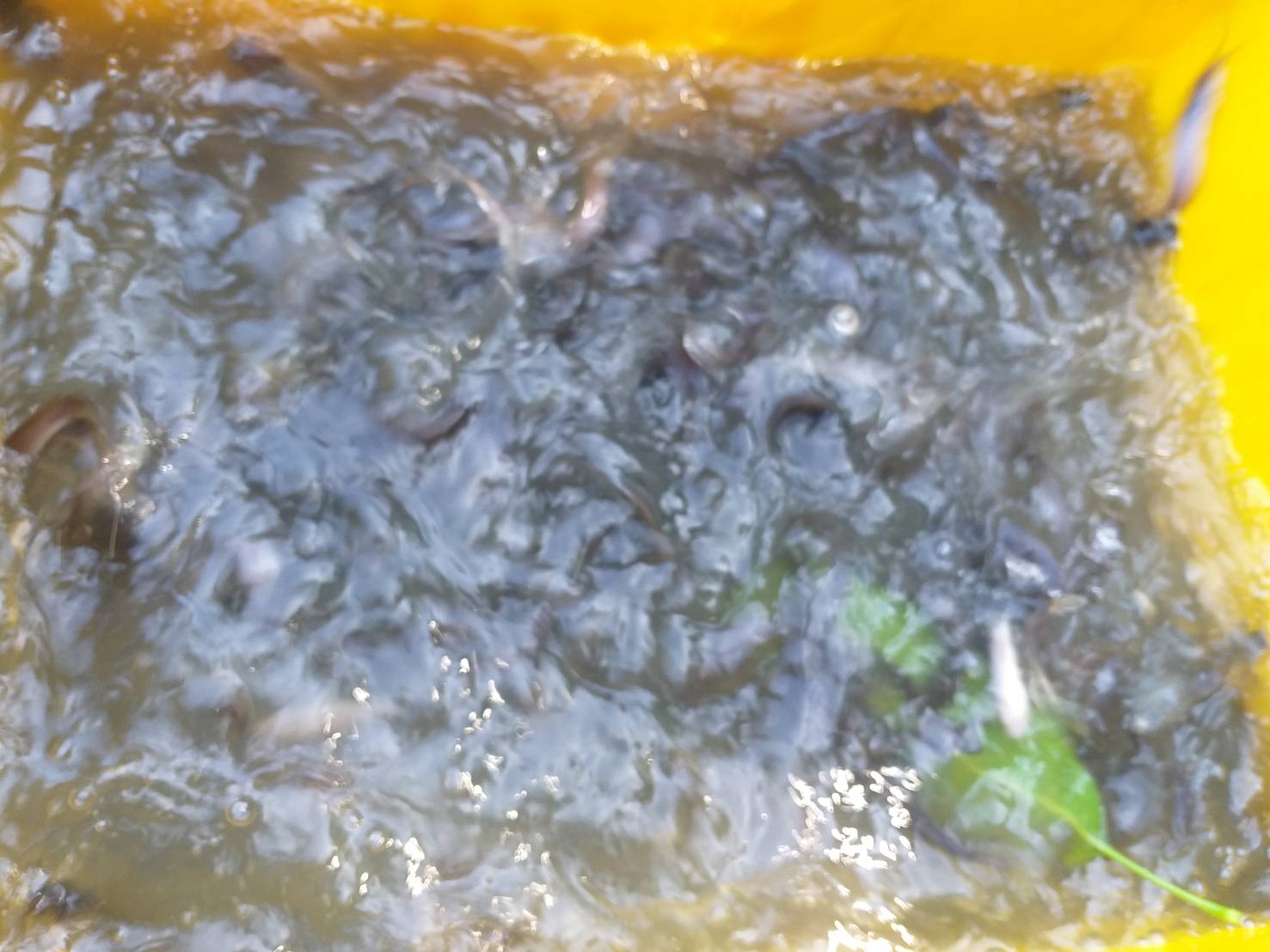 ตรวจสอบสินค้าประมง ส่งออกไปยัง สปป.ลาว..คลิก