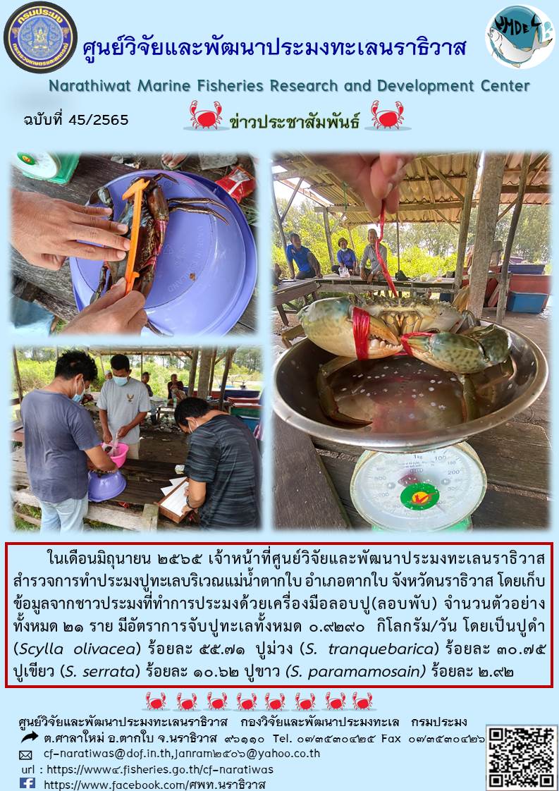 สำรวจการทำประมงปูทะเลบริเวณแม่น้ำตากใบ อำเภอตากใบ จังหวัดนราธิวาส  ด้วยเครื่องมือลอบปู(ลอบพับ)..คลิก