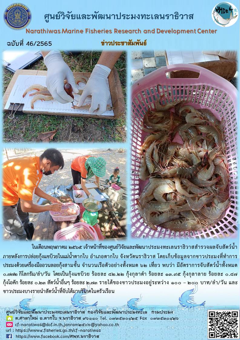 สำรวจผลจับสัตว์น้ำภายหลังการปล่อยกุ้งแชบ๊วยในแม่น้ำตากใบ อำเภอตากใบ จังหวัดนราธิวาส..คลิก