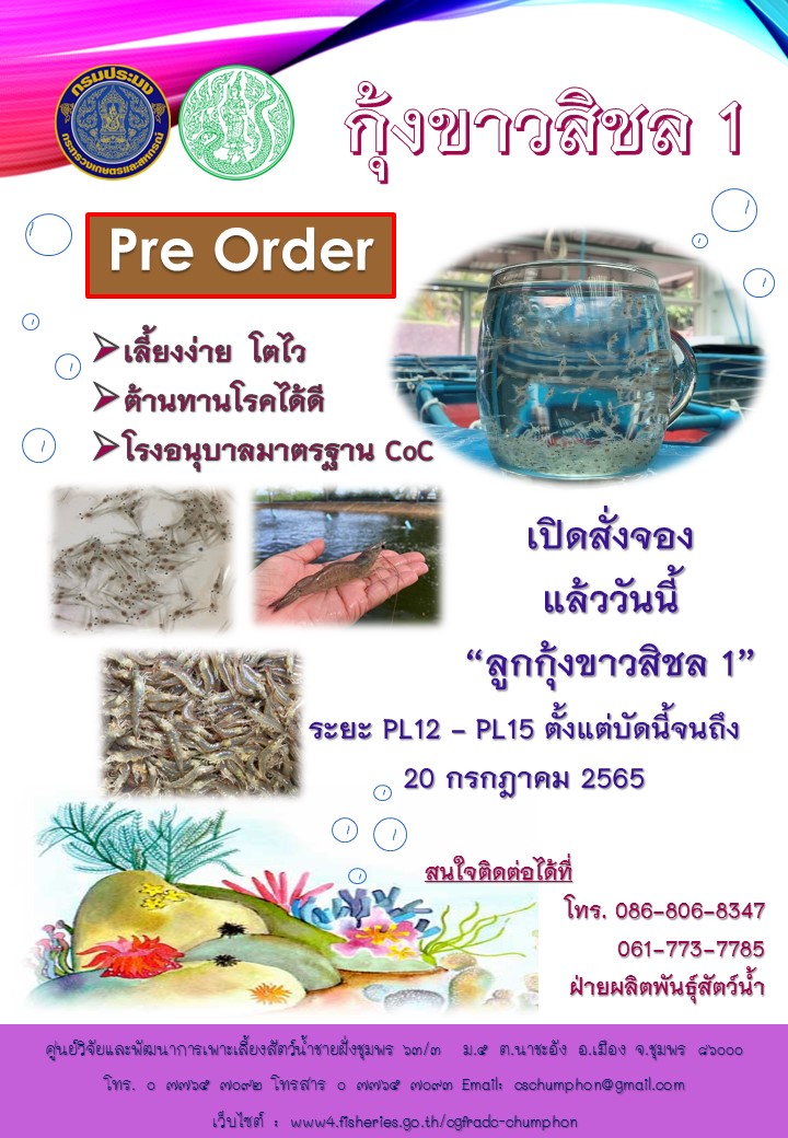 เปิดสั่งจองแล้ววันนี้ ลูกกุ้งขาวสิชล 1 ระยะ PL12 - PL15 ตั้งแต่บัดนี้จนถึง 20 กรกฎาคม 2565..คลิก