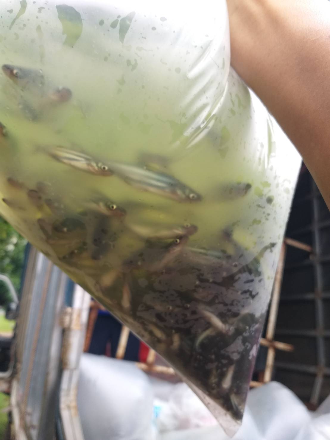 ตรวจสอบสินค้าประมง ส่งออกไปยัง สปป.ลาว..คลิก