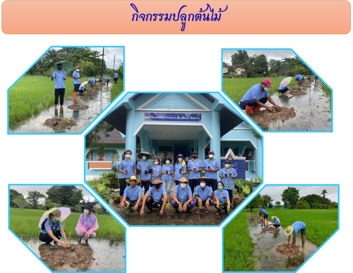กิจกรรมปลูกต้นไม้