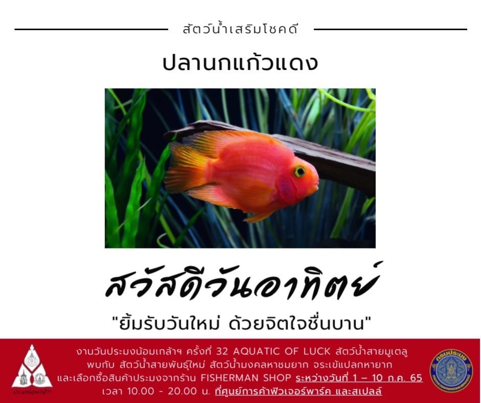 สวัสดีวันอาทิตย์  ยิ้มรับวันใหม่ ด้วยจิตใจชื่นบาน..คลิก