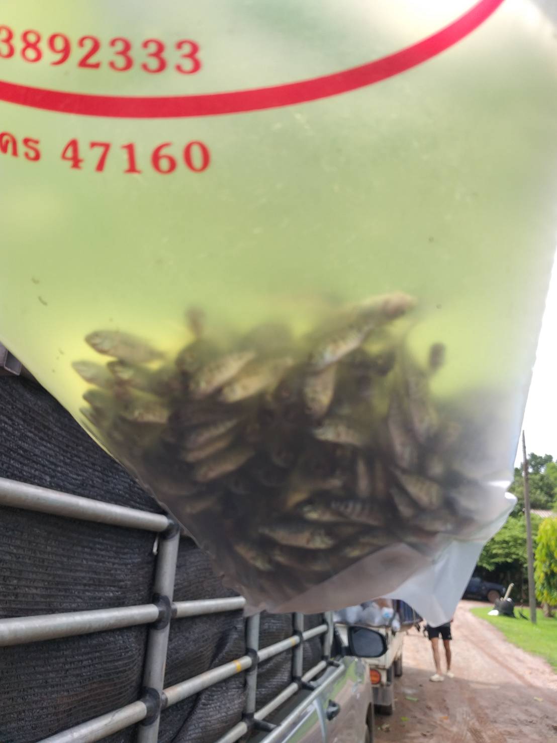 ตรวจสอบลูกพันธุ์สัตว์น้ำ ส่งออกไปยัง สปป.ลาว..คลิก