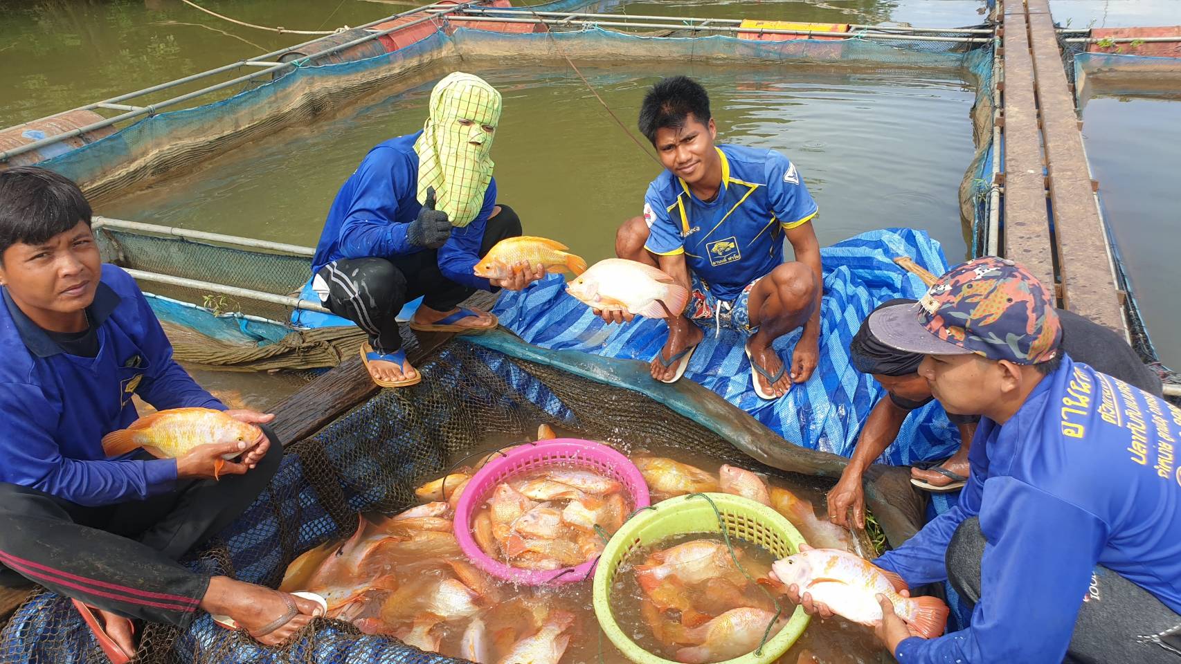 จัดชั้นคุณภาพแปลงใหญ่ (แปลงปี 2563 และ แปลง ปี 2564) และติดตามผลการให้คำแนะนำเกษตรกรผู้เลี้ยงกุ้งทะเลในการใช้งาน ระบบ APD..คลิก