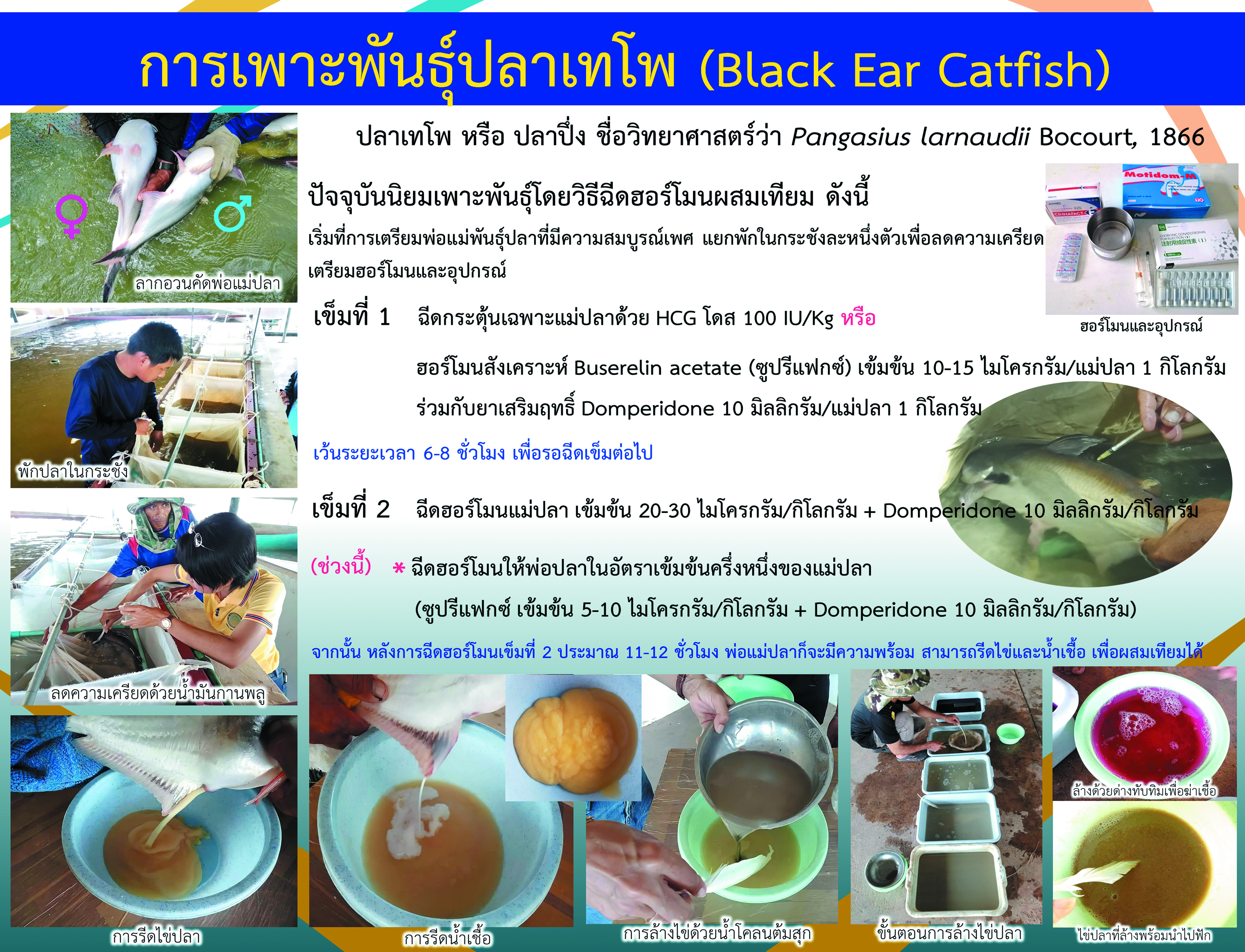 การเพาะพันธ์ุปลาเทโพ (Black Ear Catfish)..คลิก