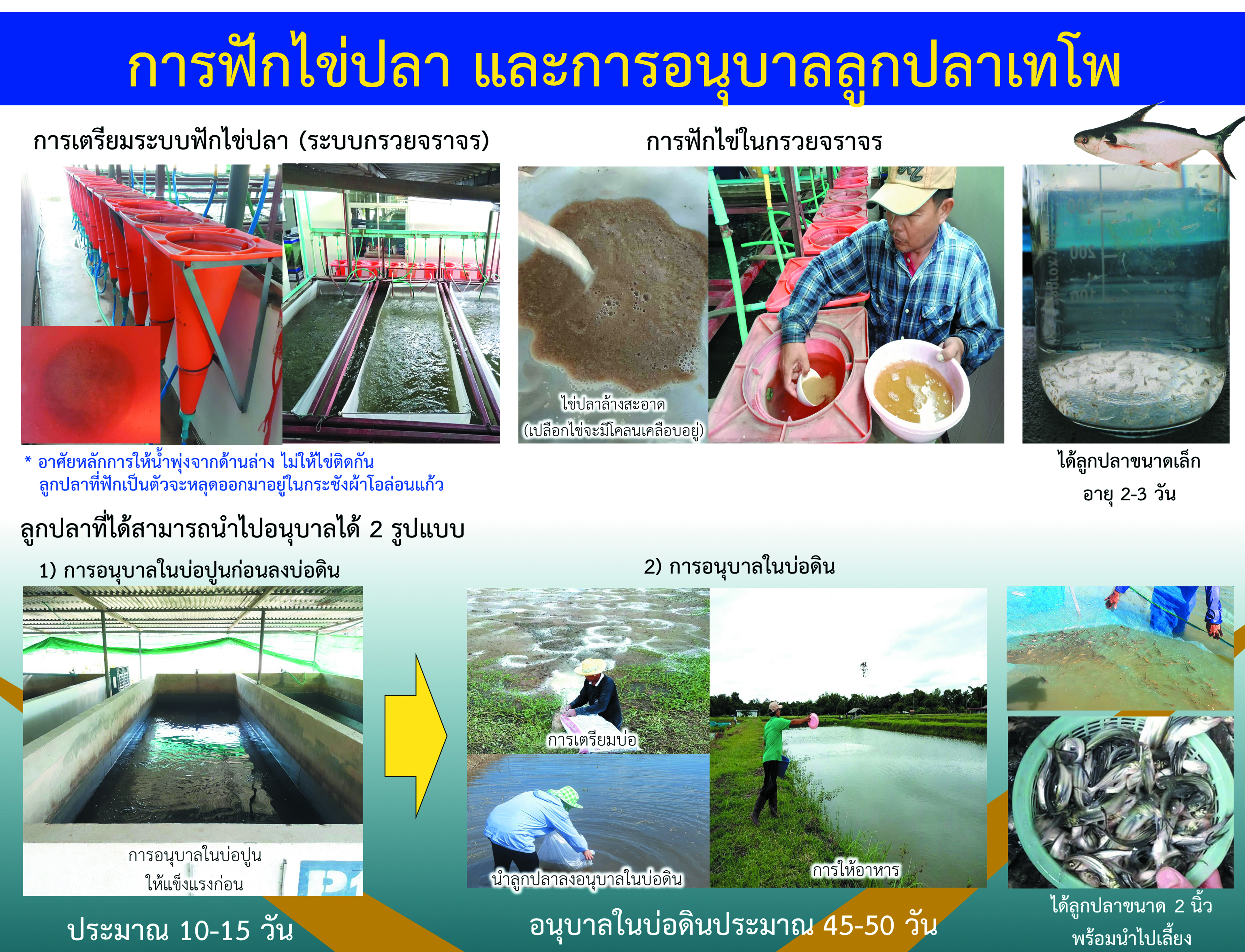 การฟักไข่ปลา และการอนุบาลลูกปลาเทโพ..คลิก