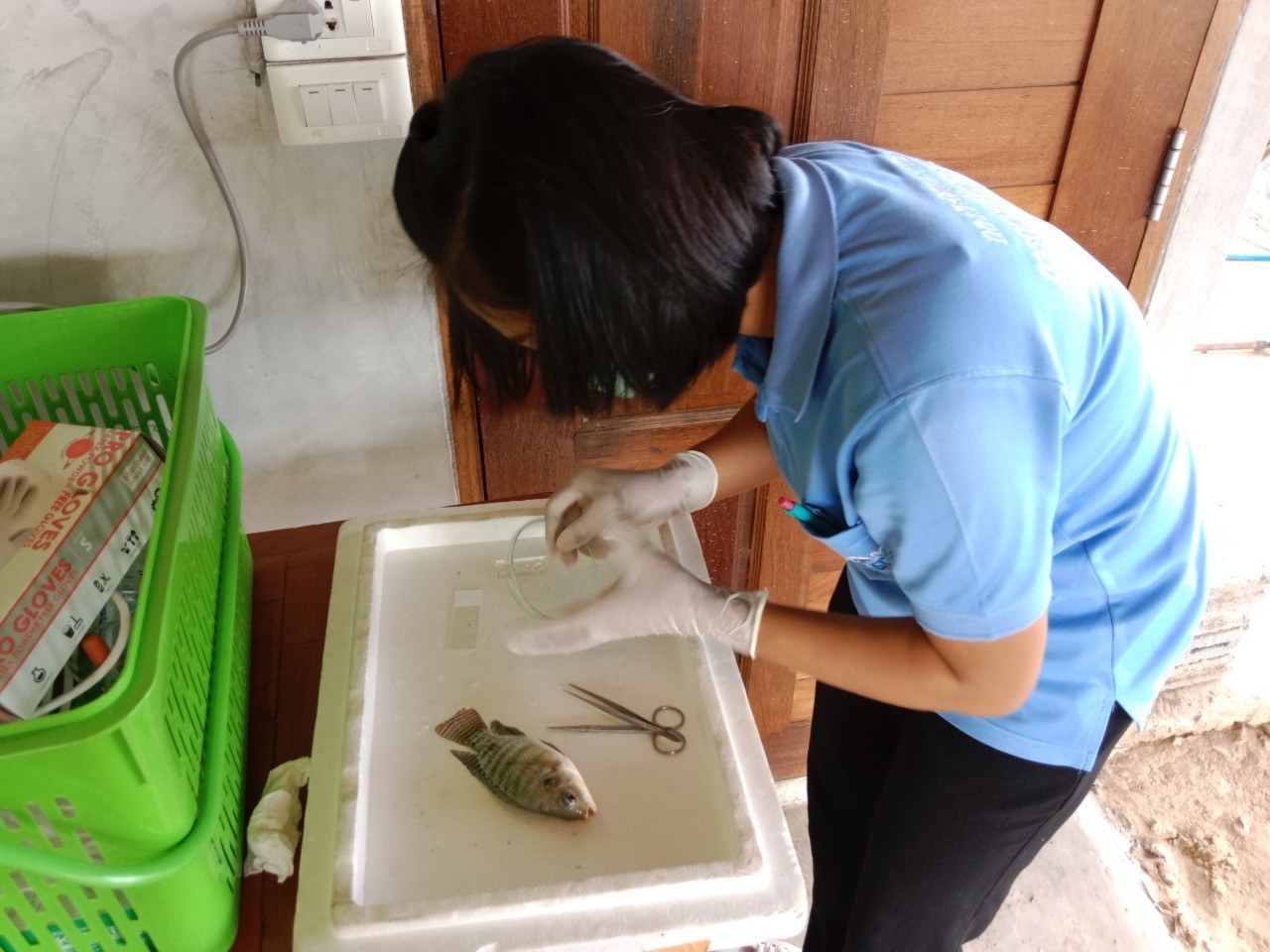 ศูนย์ฯ อ่างทอง ลงพื้นที่ตรวจติดตามและเฝ้าระวังการเพาะเลี้ยงสัตว์น้ำให้เป็นไปตามพระราชกำหนดการประมง พ.ศ. 2558 จำนวน 1 ฟาร์ม ในกิจกรรมจัดระเบียบการทำการประมง..คลิก