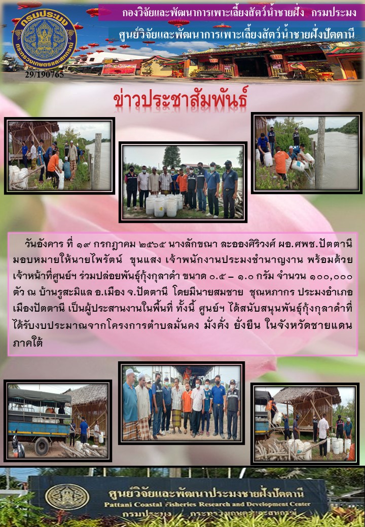 กิจกรรมปล่อยพันธุ์กุ้งกุลาดำ จำนวน 100,000 ตัว บริเวณบ้านรูสะมีแล อ.เมือง จ.ปัตตานี..คลิก