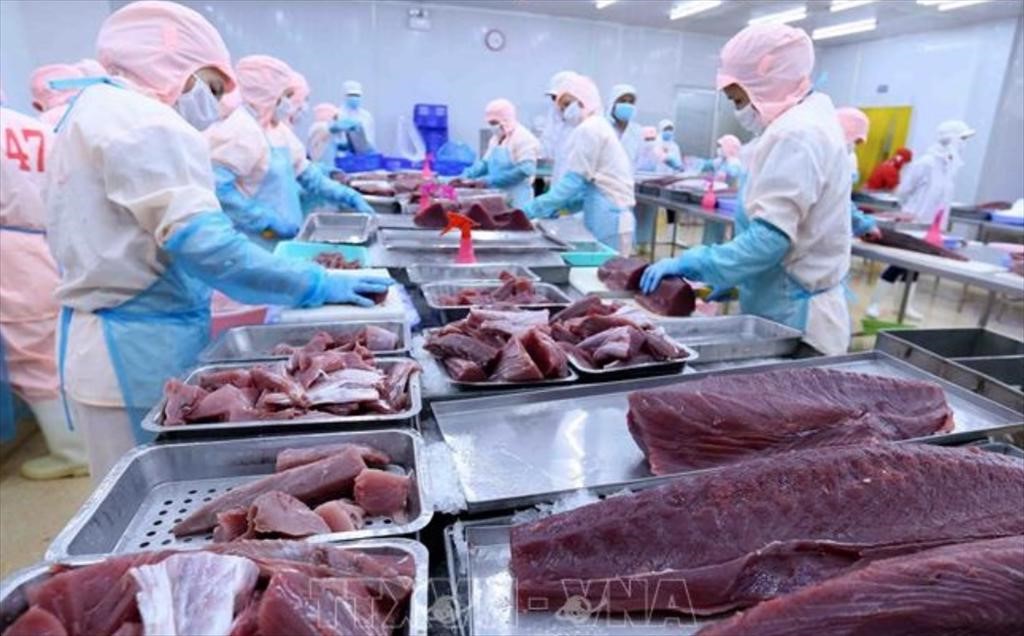 การส่งออกทูน่าของเวียดนามจะมีมูลค่าสูงกว่า 1,000 ล้านดอลลาร์สหรัฐ คาดว่าในปี 2565