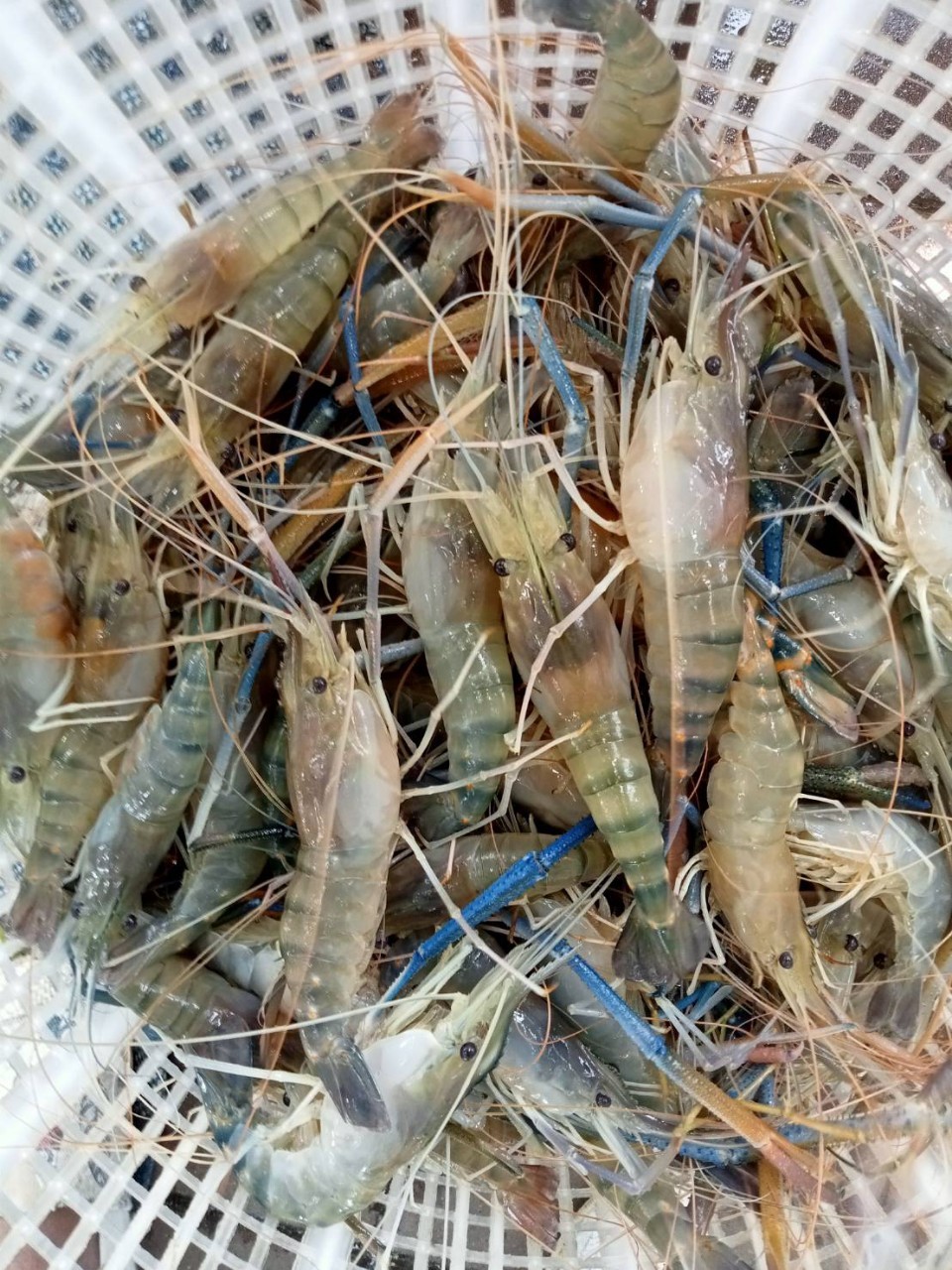 ตรวจสอบสินค้าส่งออก..คลิก