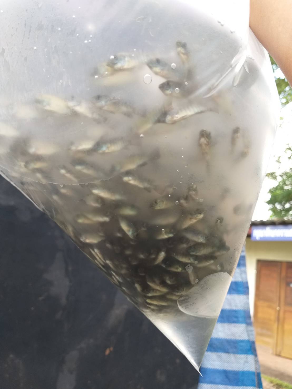 ตรวจสอบลูกพันธุ์สัตว์น้ำ ส่งออกไปยัง สปป.ลาว..คลิก