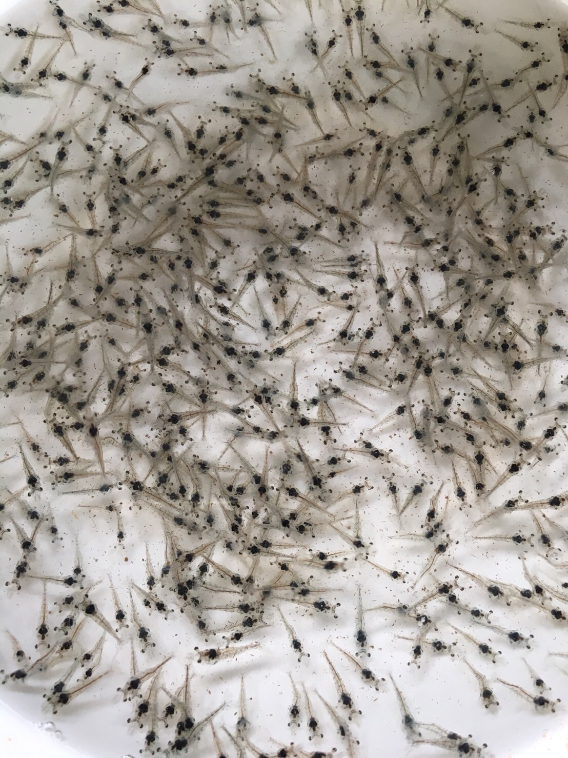 จองลูกพันธุ์กุ้งขาวสิชล 1..คลิก