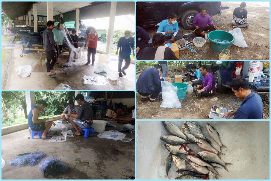 ปฏิบัติงานติดตามสภาพนิเวศวิทยาทางน้ำและการประมง โครงการเพิ่มปริมาณน้ำในอ่างเก็บน้ำเขื่อนแม่กวงอุดมธารา จังหวัดเชียงใหม่