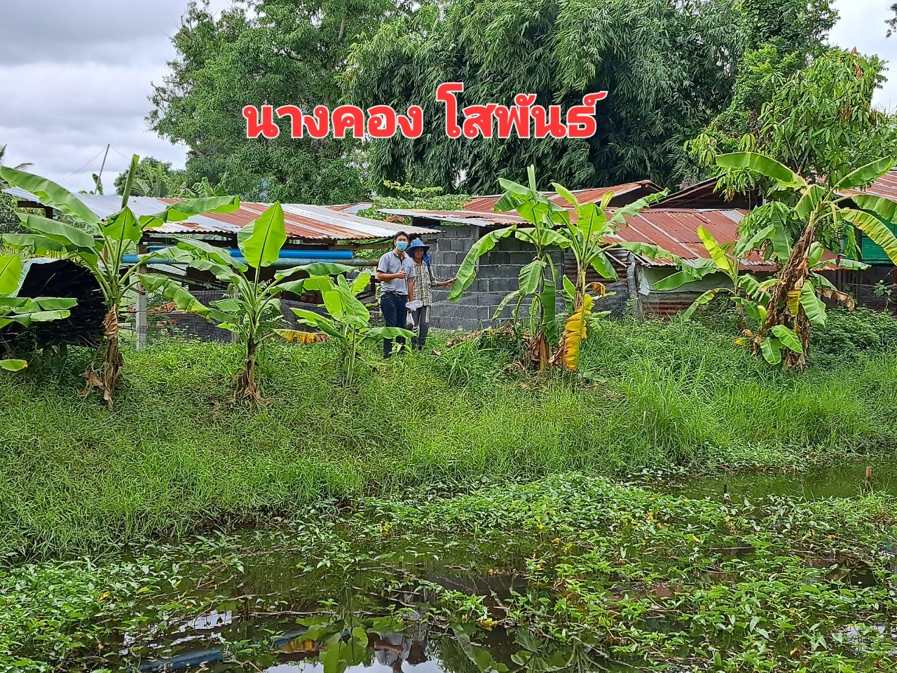 ข่าวประชาสัมพันธ์ประจำวันที่ 11 สิงหาคม 2565 ศูนย์วิจัยและพัฒนาการเพาะเลี้ยงสัตว์น้ำจืดศรีสะเกษ ปักษ์แรก ฉบับที่ 10ุ8..คลิก