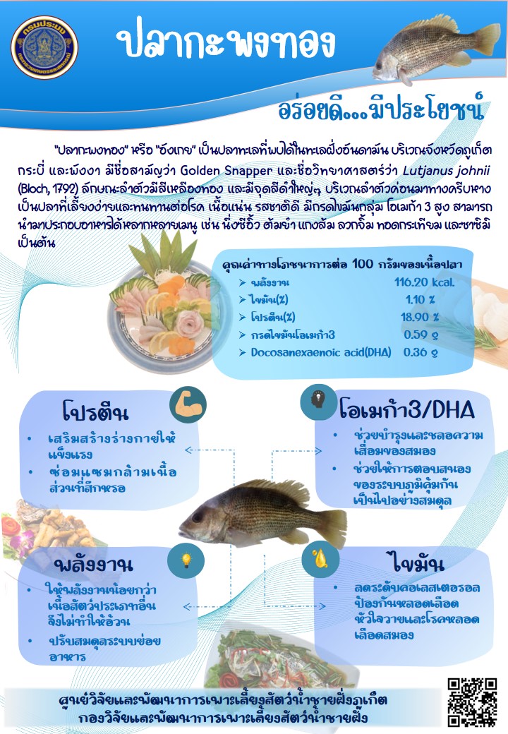 ปลากะพงทอง อร่อยดีมีประโยชน์..คลิก