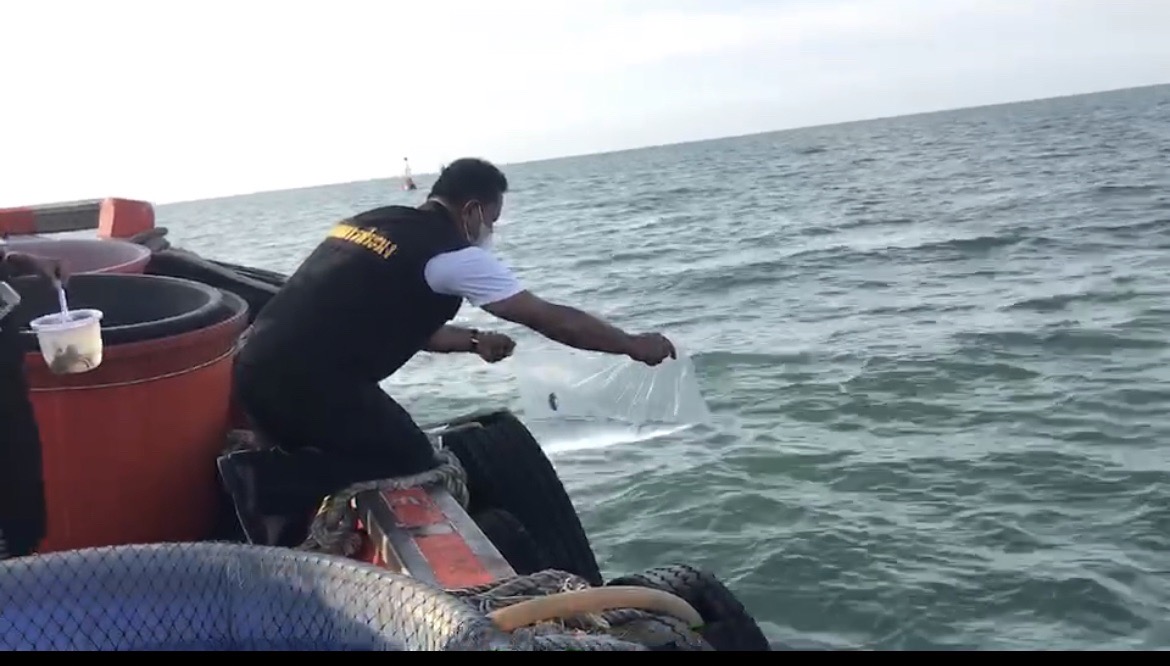 ปล่อยปูไข่นอกกระดอง และลูกปูวัยอนุบาล สู่ธรรมชาติ