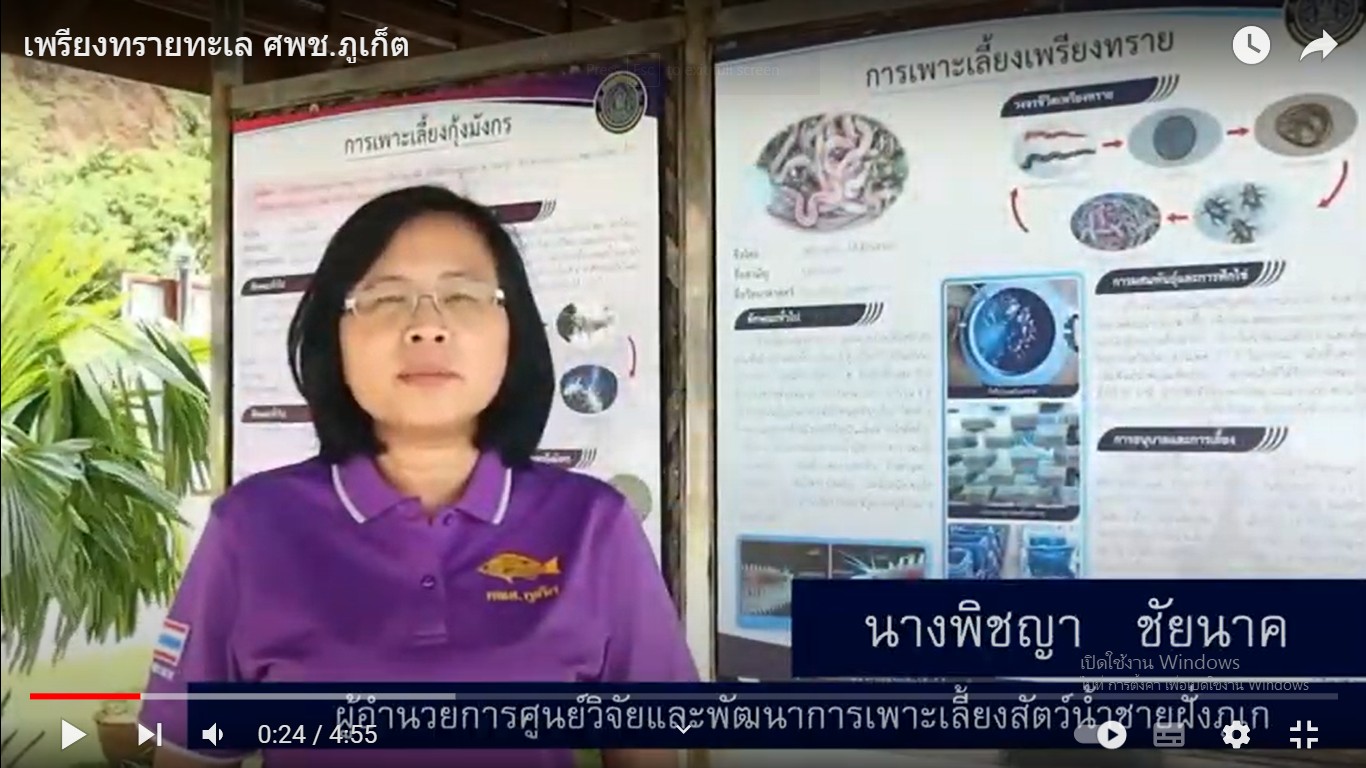 การเพาะเลี้ยงเพรียงทราย