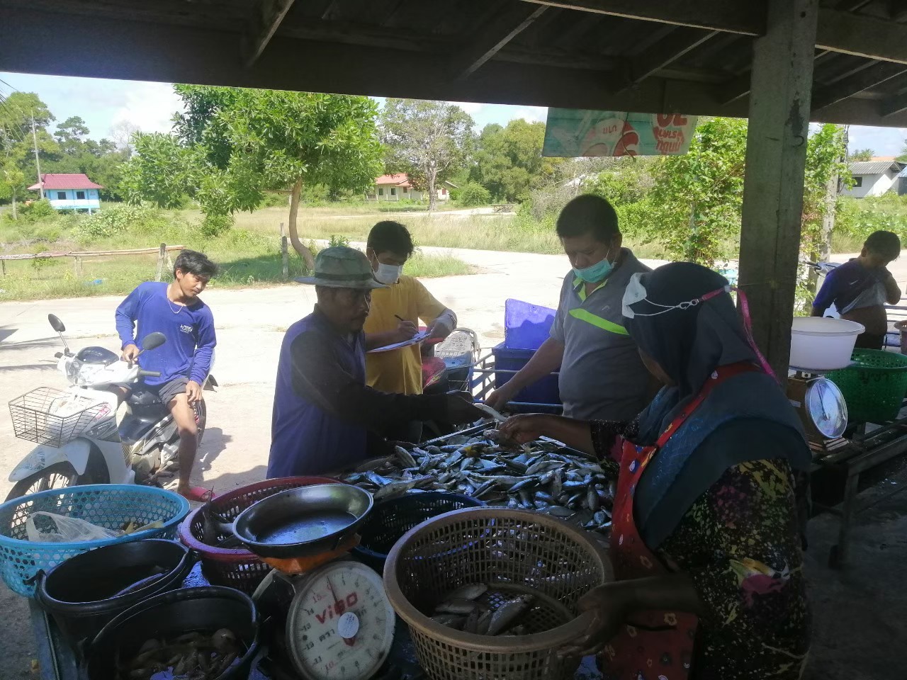 เจ้าหน้าที่ศูนย์วิจัยและพัฒนาประมงทะเลสงขลา ออกปฏิบัติงานเก็บรวบรวมข้อมูลสภาวะการทำประมงพื้นบ้านในพื้นที่จังหวัดสงขลา ประจำเดือนกรกฎาคม 2565 ณ ท่าขึ้นสัตว์น้ำในหมู่บ้านชาวประมง โดยได้เก็บรวบรวมข้อมูลเครื่องมือประมงพื้นบ้าน ประกอบด้วย ลอบปูแบบพับได้ อวนจมปู และอวนลอยปลาทู จำนวนทั้งสิ้น 25 ลำ ซึ่งมีจำนวนเรือ อัตราการจับ และองค์ประกอบชนิดสัตว์น้ำโดยสังเขปดังนี้..คลิก