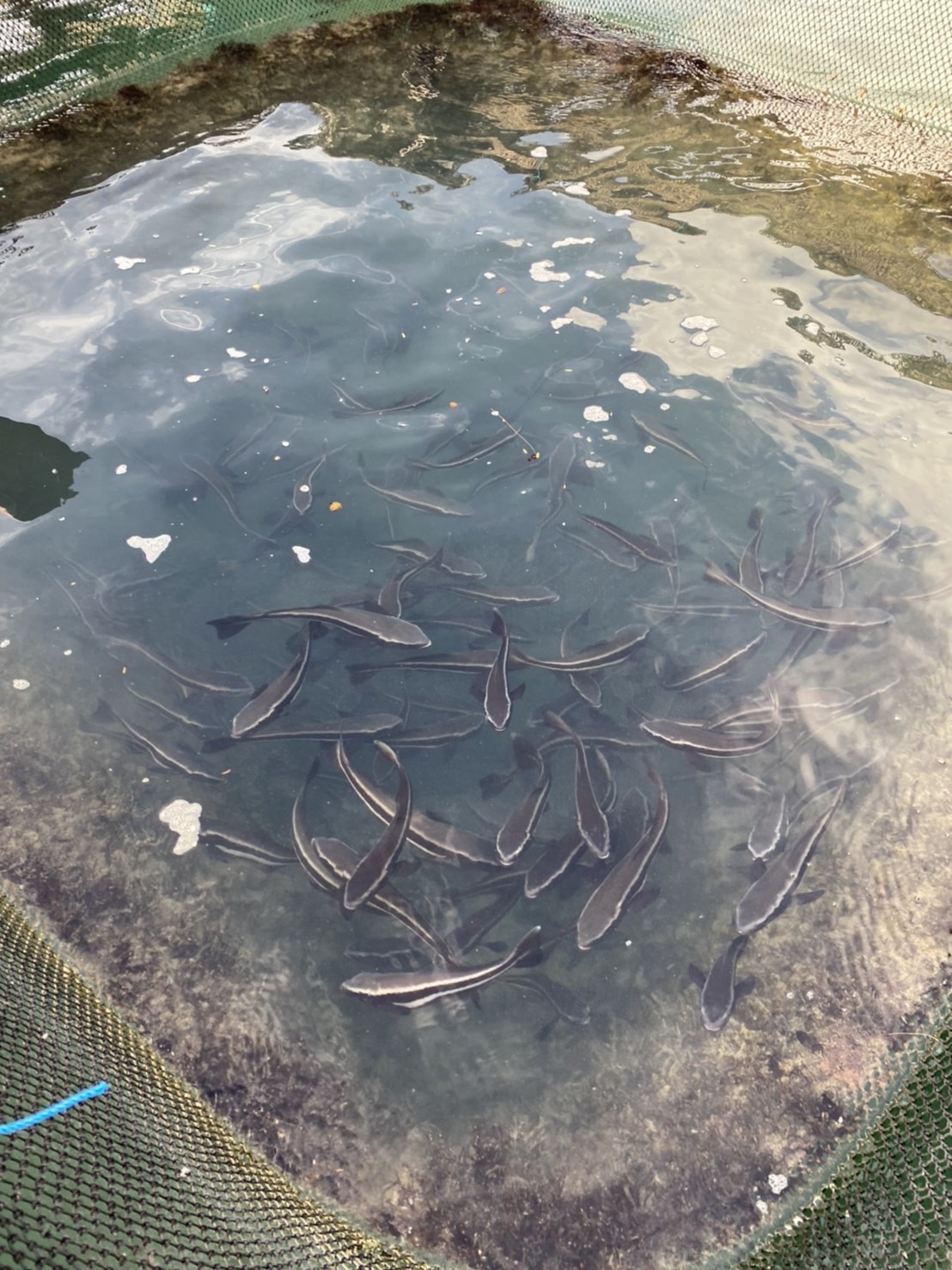 สำนักงานประมงจังหวัดภูเก็ตลงพื้นที่จัดทำสื่อวิดีโอแนะนำตัวเกษตรกรดีเด่น ประจำปี 2565..คลิก