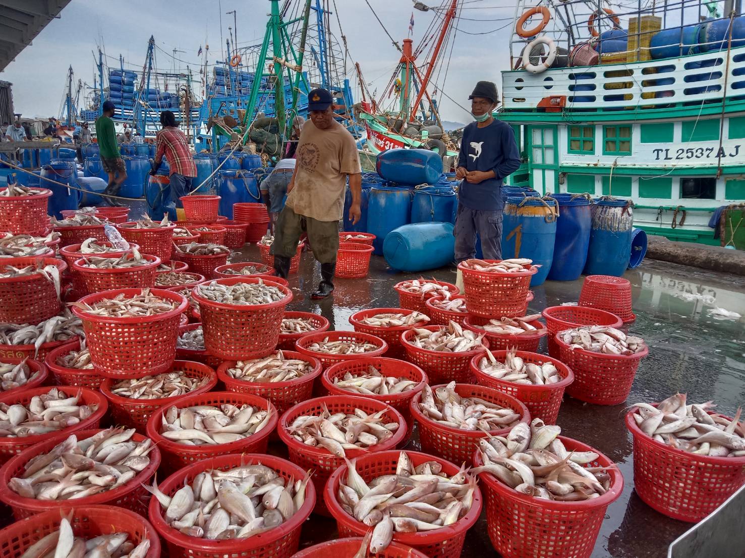 เจ้าหน้าที่ศูนย์วิจัยและพัฒนาประมงทะเลสงขลา ออกปฏิบัติงานเก็บรวบรวมข้อมูลทรัพยากรประมงจาก เรืออวนลากที่ขึ้นท่าในพื้นที่จังหวัดนครศรีธรรมราช และสงขลา ประจำเดือนกรกฎาคม 2565 โดยเก็บข้อมูลจากเรืออวนลาก