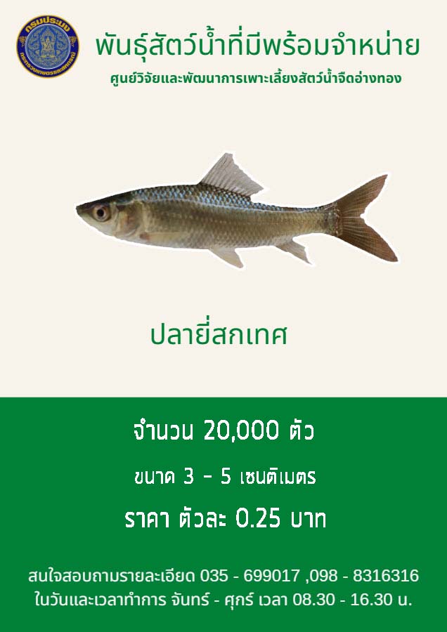 ปลายี่สกเทศพร้อมจำหน่าย..คลิก