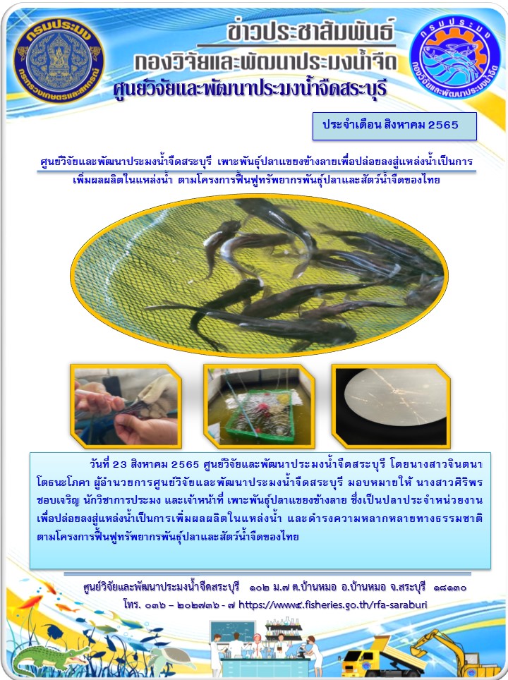 ศูนย์วิจัยและพัมนาประมงน้ำจืดสระบุรี เพาะพันธุ์ปลาแขยงข้างลายเพื่อปล่อยลงสู่แหล่งน้ำเป็นการเพิมผลผลิตในแหล่งน้ำ ตามโครงการฟื้นฟูทรัพยากรพันธุ์ปลาและสัตว์น้ำของไทย..คลิก