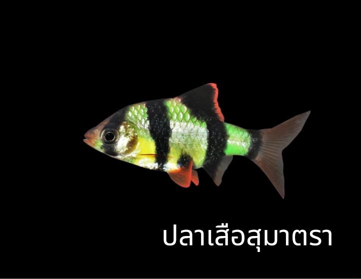 กรมประมง...ออกโรงเตือน “ปลาเรืองแสง” สวยอันตราย ตัดต่อพันธุกรรม GMOs..คลิก