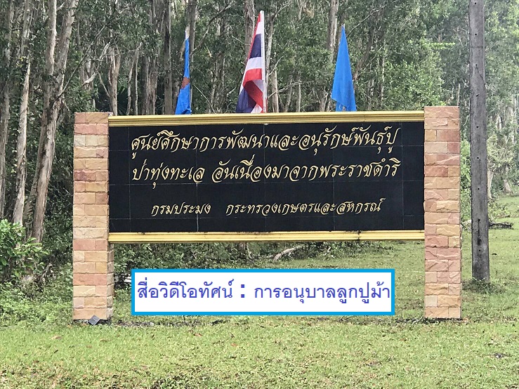 สื่อวีดีโอทัศน์:การอนุบาลลูกปูม้า