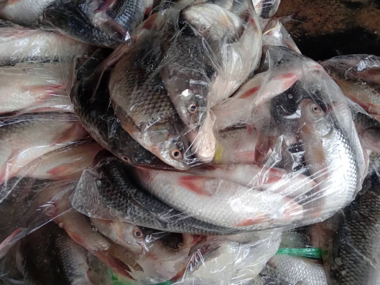 ตรวจสินค้าประมงที่นำเข้า ส่งออก ทางจุดผ่านแดนถาวรบ้านคลองลึก..คลิก