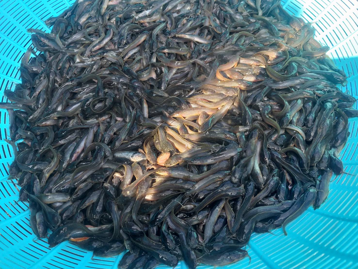 ตรวจสอบลูกพันธุ์สัตว์น้ำ ส่งออกไปยัง สปป.ลาว..คลิก