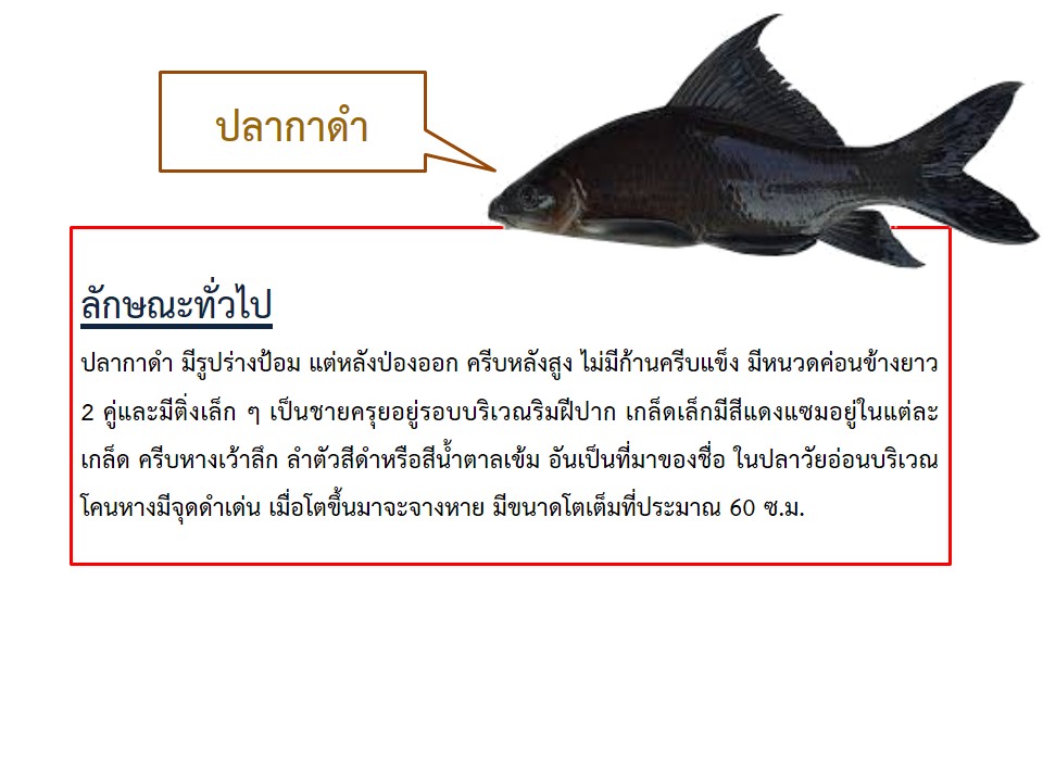 ประชาสัมพันธ์พันธุ์สัตว์น้ำที่เปิดให้จอง เดือน กันยายน 2565