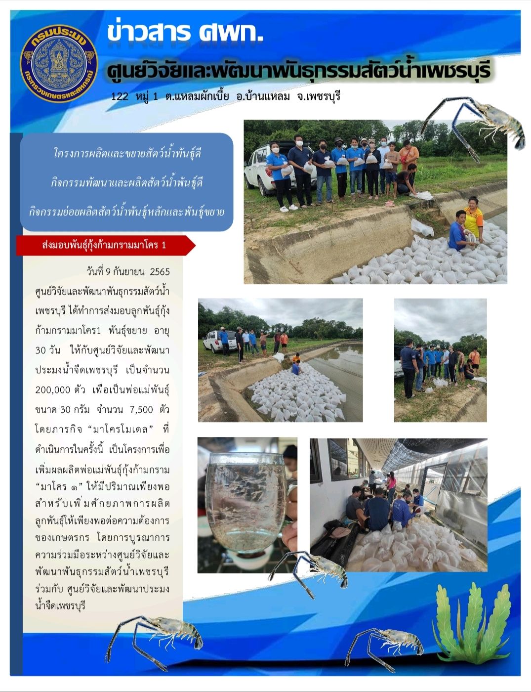 ศูนย์วิจัยและพัฒนาพันธุกรรมสัตว์น้ำเพชรบุรี ได้ทำการส่งมอบลูกพันธุ์กุ้งก้ามกราม..คลิก