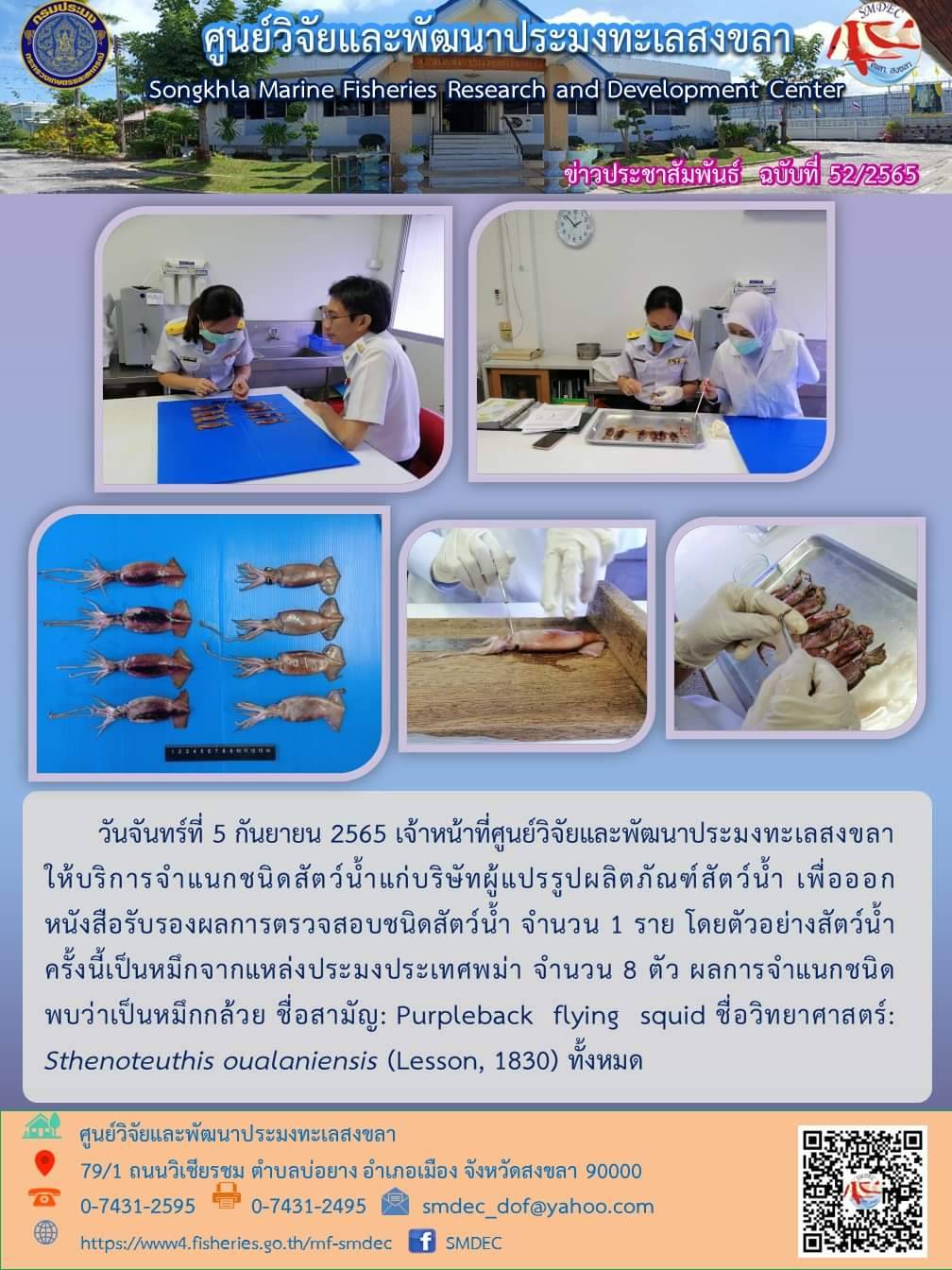 วันจันทร์ที่ 5 กันยายน 2565 เจ้าหน้าที่ศูนย์วิจัยและพัฒนาประมงทะเลสงขลาให้บริการจำแนกชนิดสัตว์น้ำแก่บริษัทผู้แปรรูปผลิตภัณฑ์สัตว์น้ำ จำนวน 1 ราย โดยตัวอย่างสัตว์น้ำครั้งนี้เป็นหมึกจากแหล่งประมงประเทศพม่า จำนวน 8 ตัว ผลการจำแนกชนิดพบว่าเป้นหมึกกล้วย ชื่อสามัญ : Purpleback flying squid ชื่อวิทยาศาสตร์ : Sthenoteuthis oualaniensis (Lesson , 1830) ทั้งหมด..คลิก