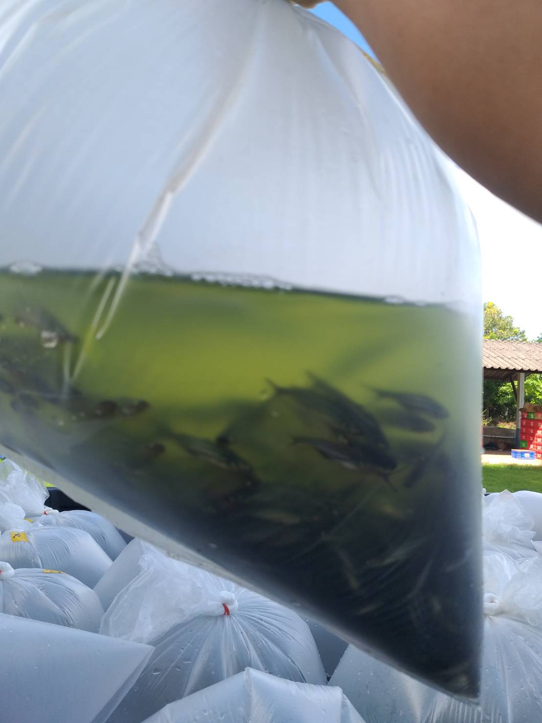 ตรวจสอบสินค้าประมง ส่งออกไปยัง สปป.ลาว..คลิก