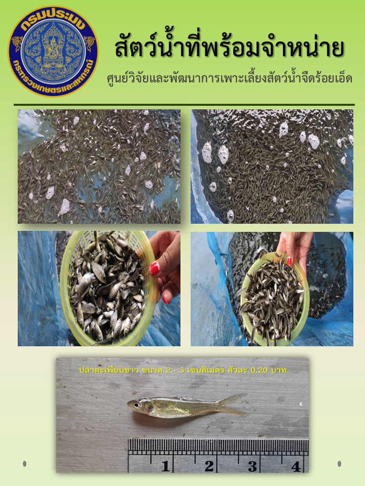 สัตว์น้ำที่มีพร้อมจำหน่าย วันที่ 14 - 16 กันยายน 2565..คลิก