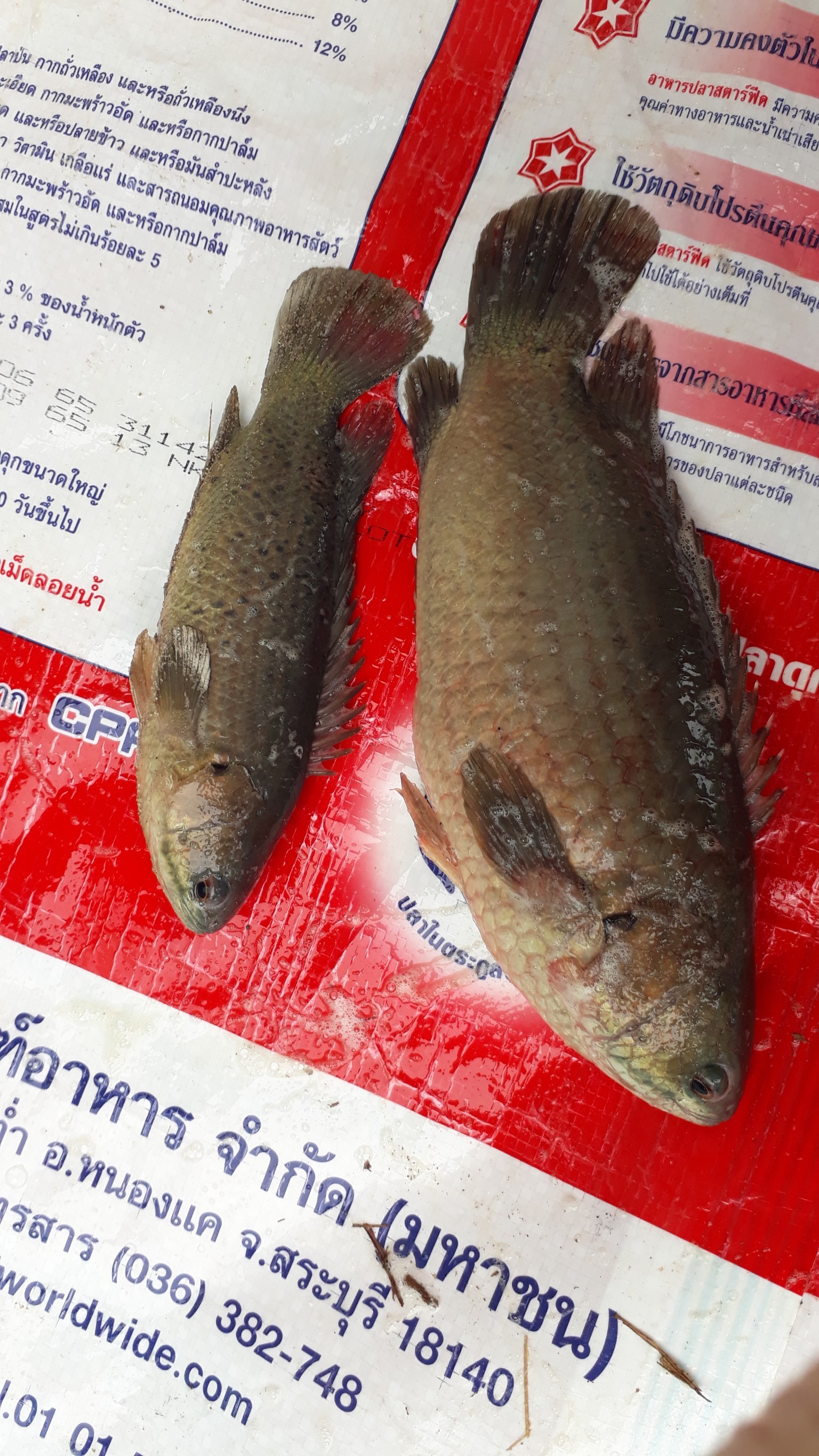 เพาะพันธุ์ปลาหมอไทย