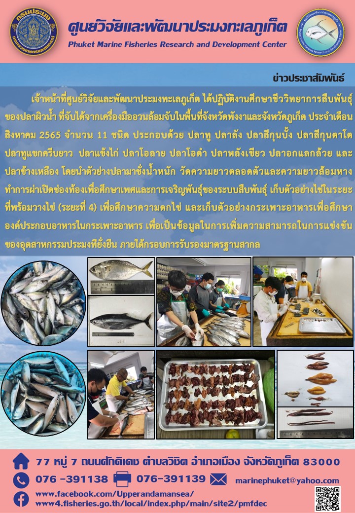 เจ้าหน้าที่ศูนย์วิจัยและพัฒนาประมงทะเลภูเก็ต ได้ปฏิบัติงานศึกษาชีววิทยาการสืบพันธุ์ของปลาผิวน้ำ ที่จับได้จากเครื่องมืออวนล้อมจับในพื้นที่จังหวัดพังงาและจังหวัดภูเก็ต ประจำเดือนสิงหาคม 2565 จำนวน 11 ชนิด..คลิก