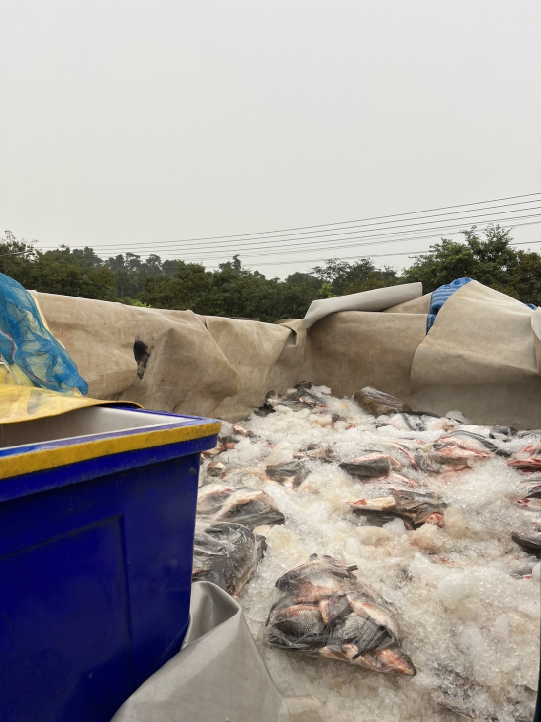 ผลการปฏิบัติงานด่านตรวจประมงสุรินทร์ วันที่ 18 กันยายน พ.ศ.2565 ณ จุดผ่านแดนถาวรช่องสะงำ..คลิก