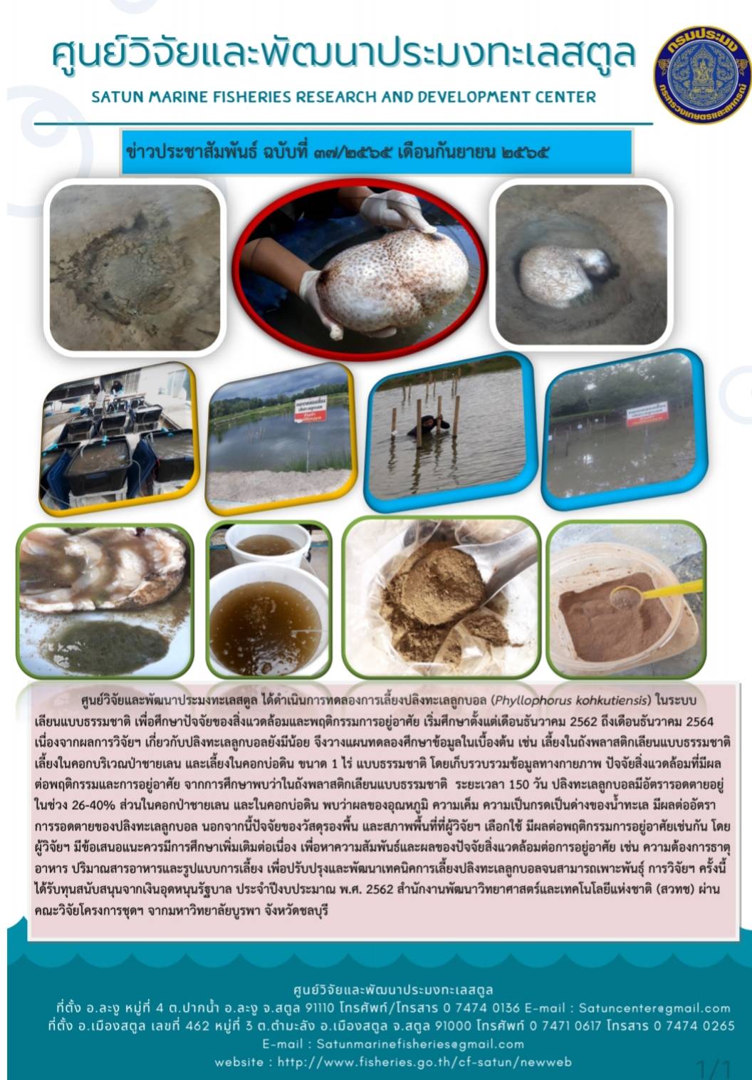 ศูนย์วิจัยและพัฒนาประมงทะเลสตูล ได้ดำเนินการทดลองเรื่องปลิงทะเลลูกบอล (Phyllophorus kohktiensis) ในระบบเลียนแบบธรรมชาติ เพื่อศึกษาปัจจัยของสิ่งแวดล้อมและพฤติกรรมการอยู่อาศัย เริ่มศึกษาตั้งแต่เดือนธันวาคม 2562 ถึงเดือนธันวาคม 2564 เนื่องจากผลการวิจัยฯ เกี่ยวกับปลิงทะเลลูกบอลยังมีน้อย จึงวางแผนการทดลองศึกษาข้อมูลในเบื้องต้น เช่น เลี้ยงในถังพลาสติกเลียนแบบธรรมชาติ เลี้ยงในคอกบริเวณป่าชายเลน และเลี้ยงในคอกบ่อดิน ขนาด1 ไร่ แบบธรรมชาติ โดยเก็บรวบรวมข้อมูลทางกายภาพ ปัจจัยสิ่งแวดล้อมที่มีผลต่อพฤติกรรมและการอยู่อาศัย จากการศึกษาพบว่าในถังพลาสติกเลียนแบบธรรมชาติ ระยะเวลา 150 วัน ปลิงทะเลลูกบอลมีอัตรารอดตายอยู่ในช่วง 26 - 40%  ส่วนในคอกป่าชายเลน และในคอกบ่อดิน พบว่าผลของอุณหภูมิ ความเค็ม ความเป็นกรดเป็นด่างของน้ำทะเล..คลิก