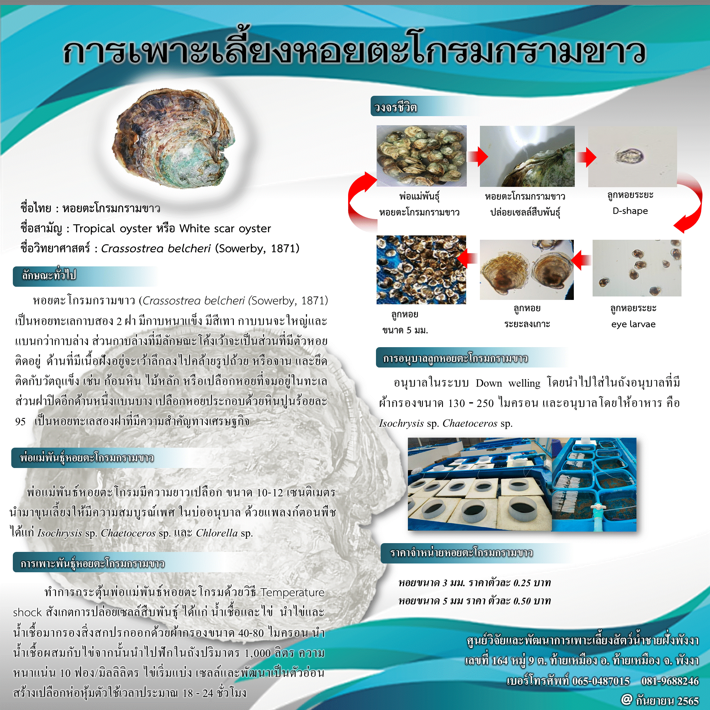 การเพาะพันธุ์หอยตะโกรมกรามขาว..คลิก