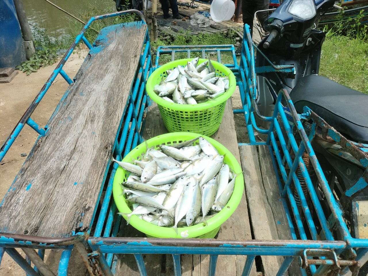 เจ้าหน้าที่ศูนย์วิจัยและพัฒนาประมงทะเลสงขลา ออกปฏิบัติงานเก็บรวบรวมข้อมูลสภาวะการทำประมงพื้นบ้านในพื้นที่จังหวัดปัตตานี ประจำเดือนสิงหาคม 2565 ณ ท่าขึ้นสัตว์น้ำในหมู่บ้านชาวประมง โดยได้เก็บรวบรวมข้อมูลเครื่องมือประมงพื้นบ้าน ประกอบด้วย อวนจมปู และอวนลอยปลาทู จำนวนทั้งสิ้น 29 ลำ มีอัตราการจับ และองค์ประกอบชนิดสัตว์น้ำโดยสังเขปดังนี้..คลิก